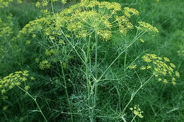 Is Dill Seed Extract the Next Trending Herbal Ingredient?